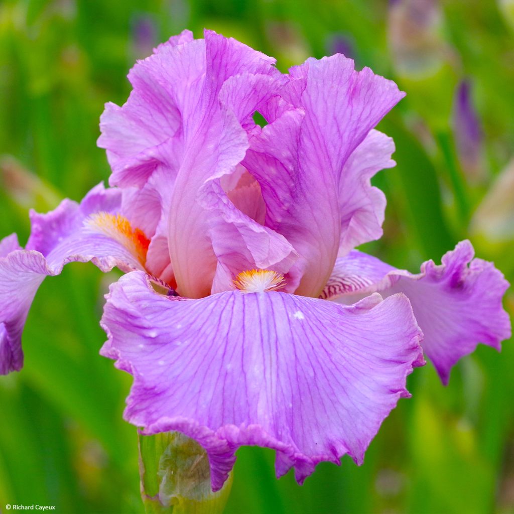 Iris Effrontée - Schwertlilie