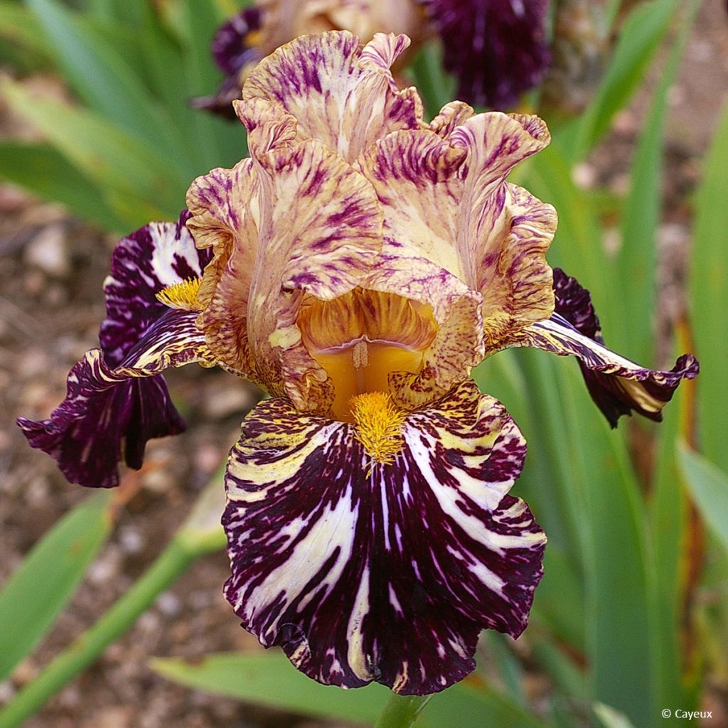 Iris Grape Snakez - Schwertlilie