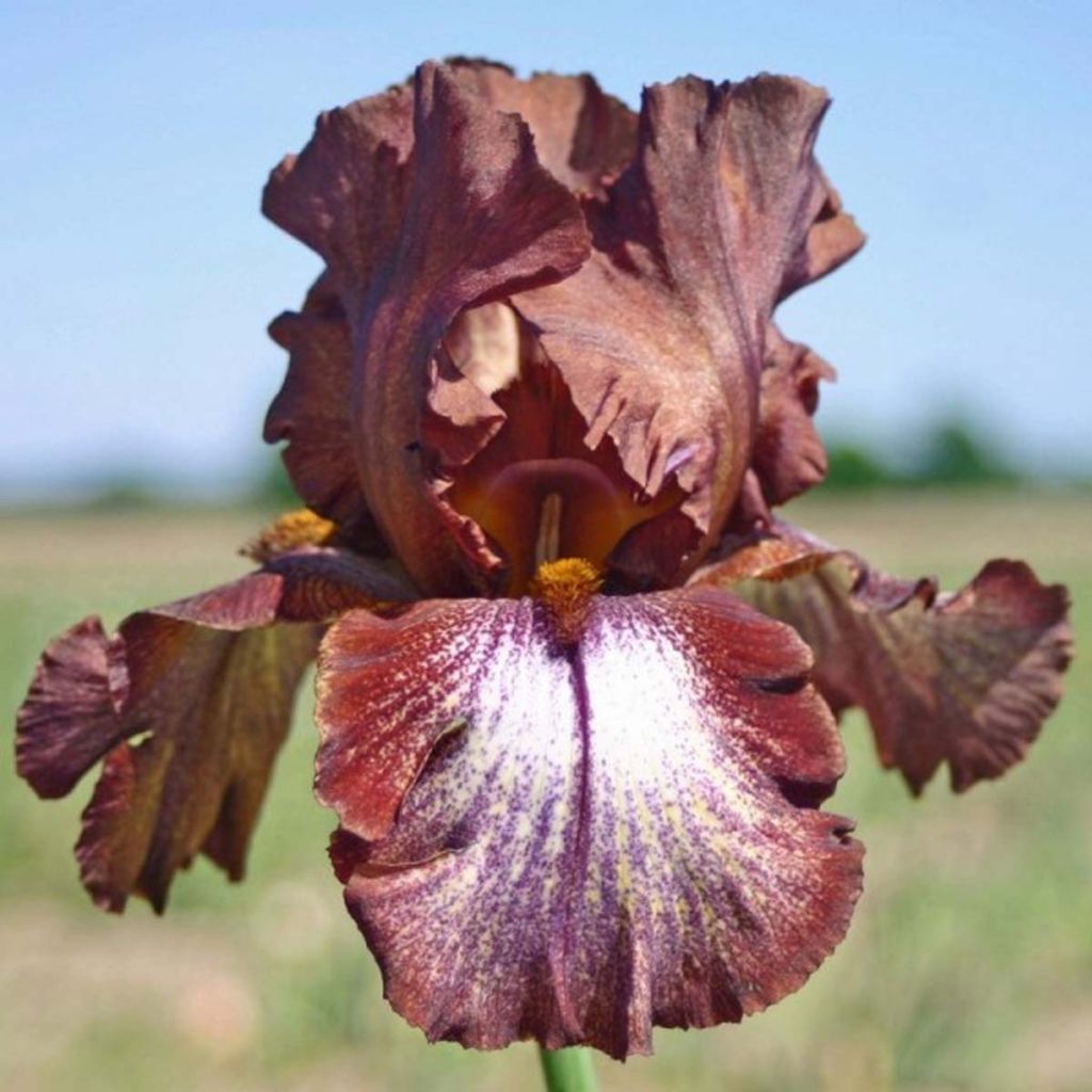 Iris Huckleberry Fudge - Schwertlilie