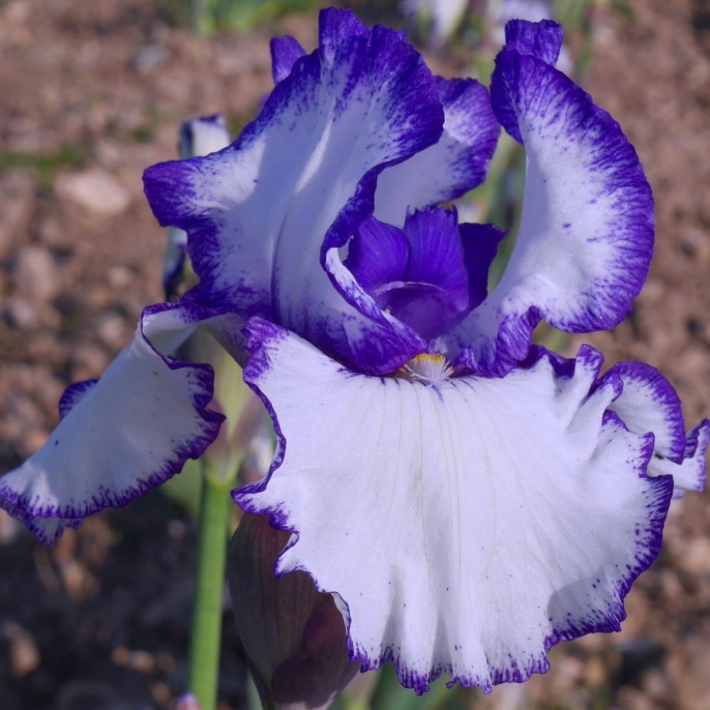 Iris Jouvenceau - Schwertlilie