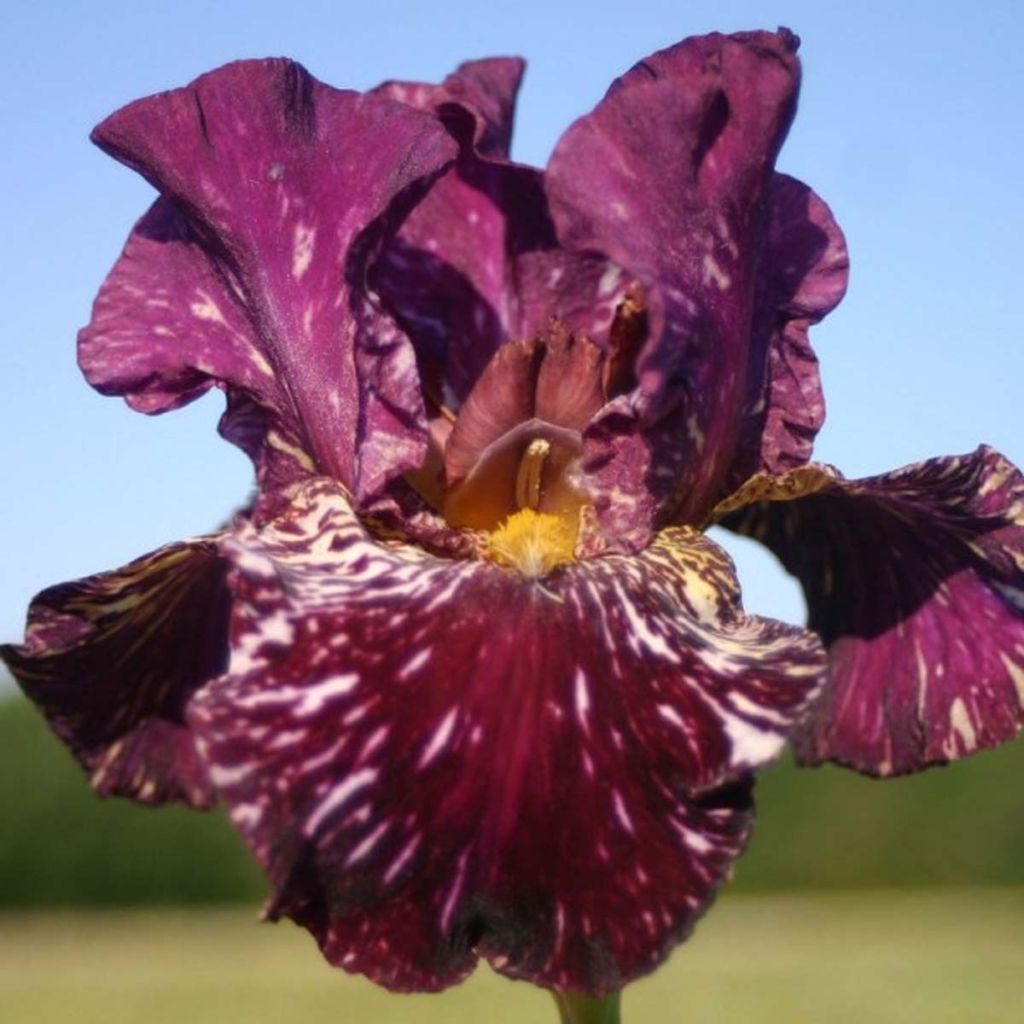 Iris Kingajou Shrew - Schwertlilie