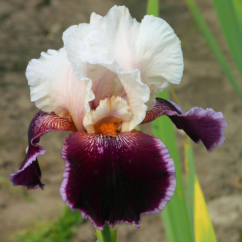 Iris Latin Lady - Schwertlilie