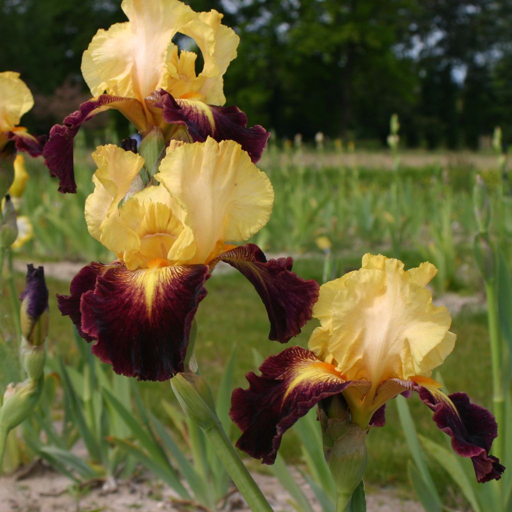 Iris Let's Boogie - Schwertlilie