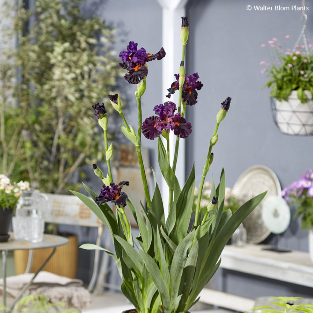 Iris germanica Sharp Dressed Man - Schwertlilie