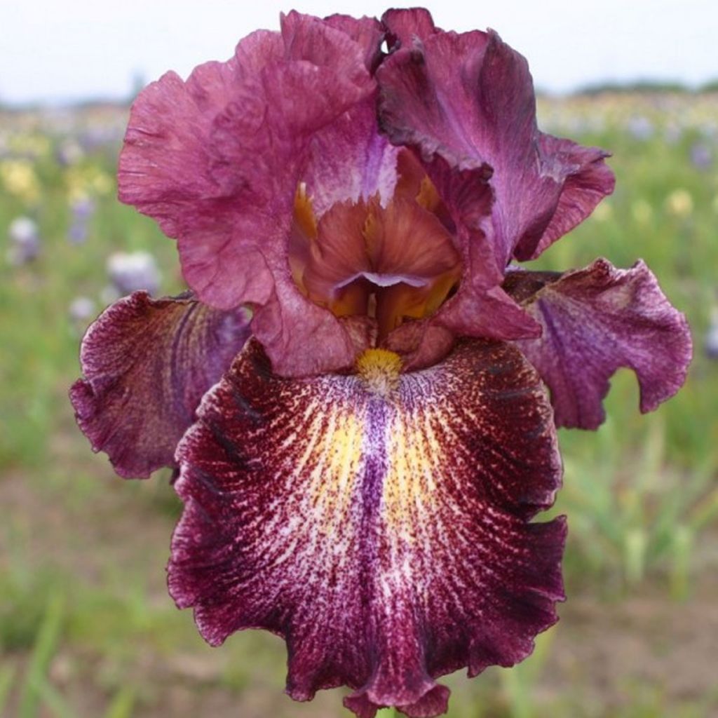 Iris Sirop de Framboise - Schwertlilie