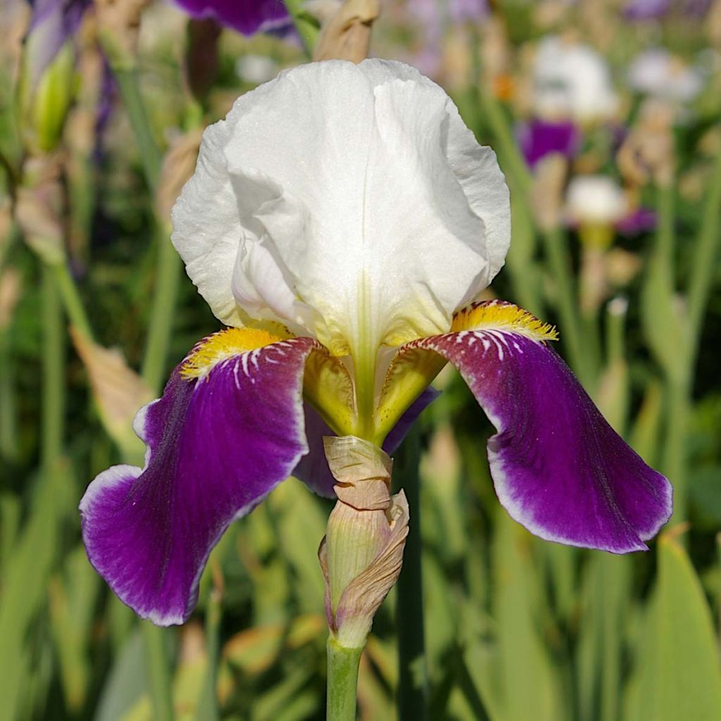 Iris Wabash - Schwertlilie