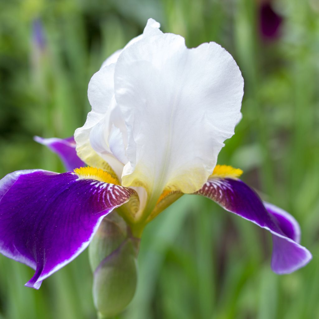 Iris Wabash - Schwertlilie
