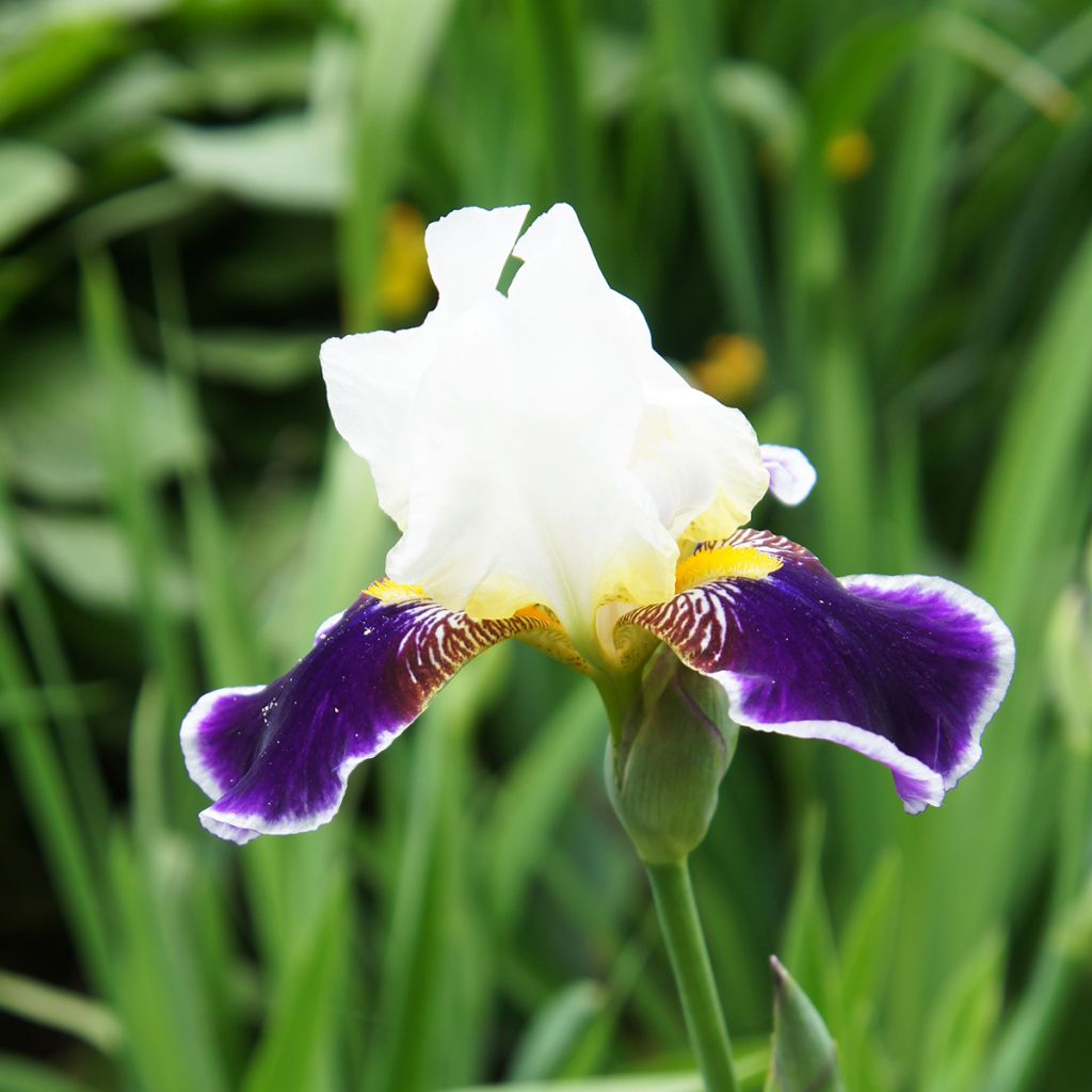 Iris Wabash - Schwertlilie