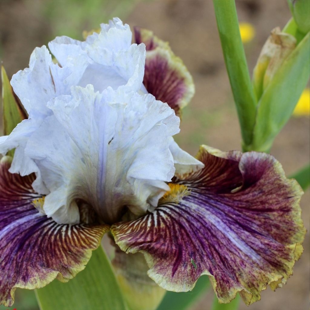 Iris Coloration Végétale - Schwertlilie