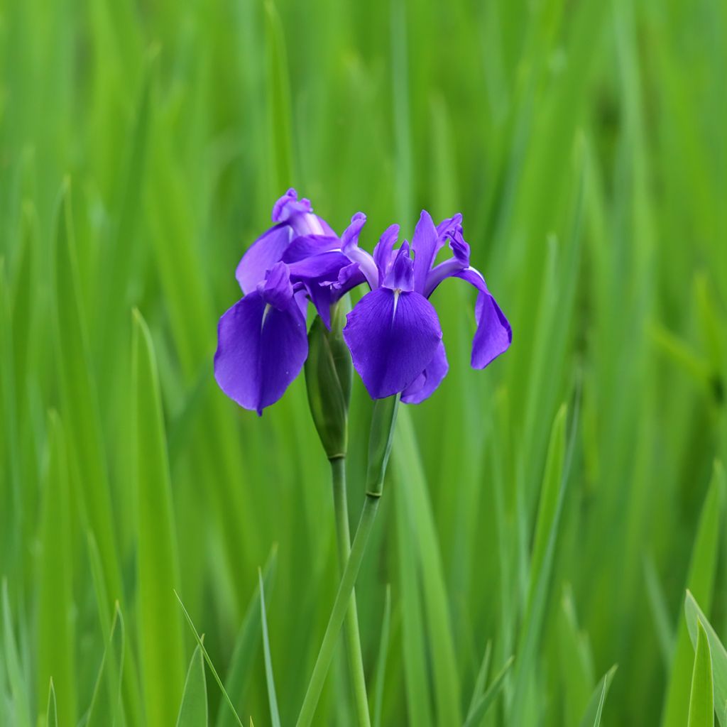 Iris laevigata - Asiatische Sumpf-Schwertlilie