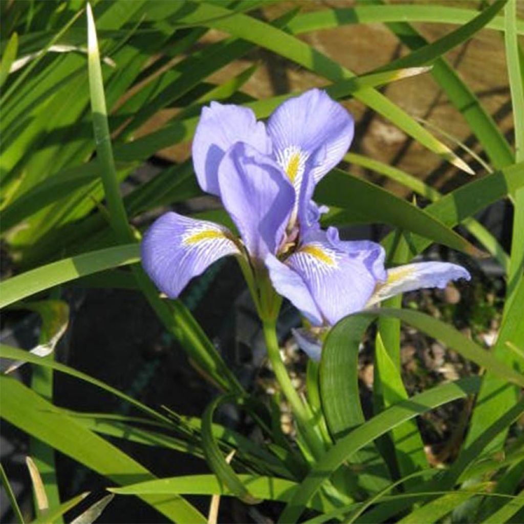 Iris lazica - Lasische Schwertlilie