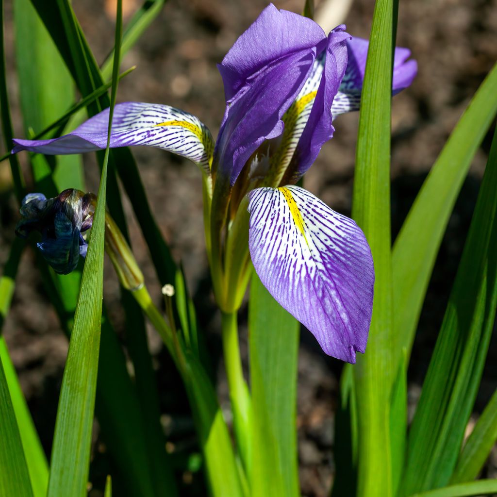 Iris lazica - Lasische Schwertlilie