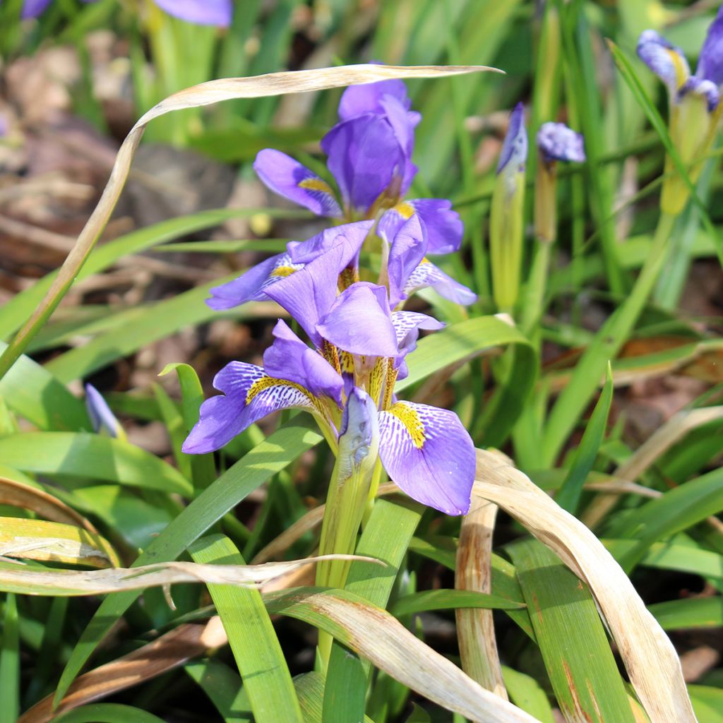 Iris lazica - Lasische Schwertlilie