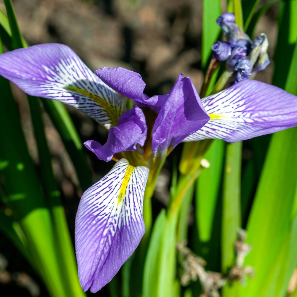 Iris lazica - Lasische Schwertlilie