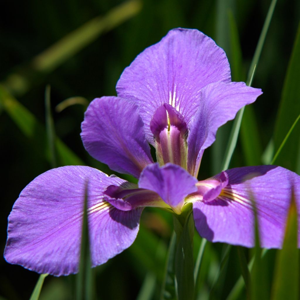 Iris louisiana Gulf Shore - Louisiana-Wasser-Iris