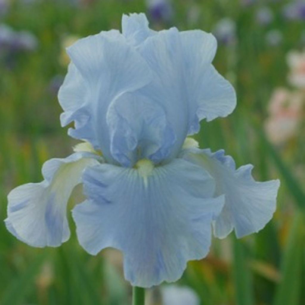 Iris Navajo Jewel - Schwertlilie
