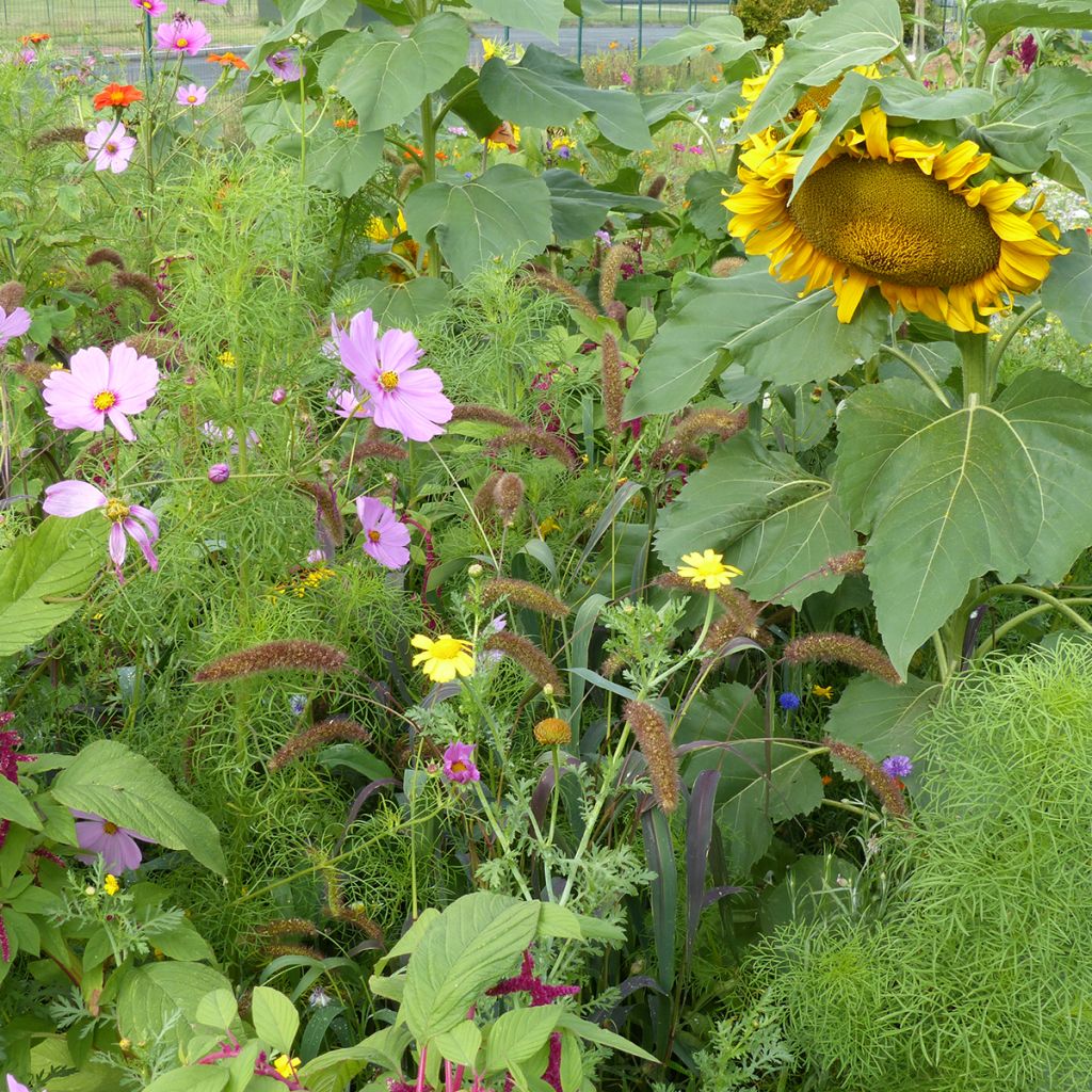 Blumenwiese für Vögel - Herkunft Frankreich