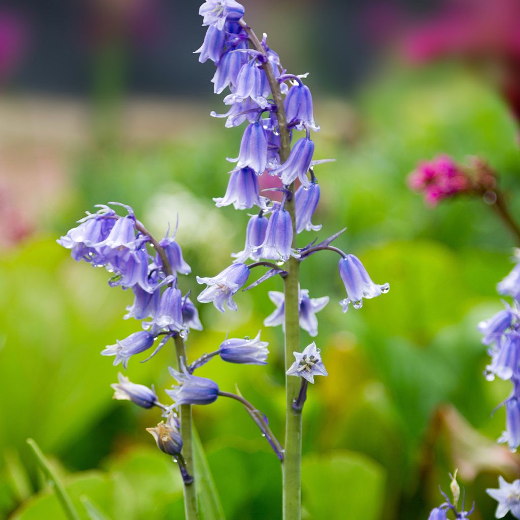 Hyacinthoides hispanica - Spanische Hasenglöckchen