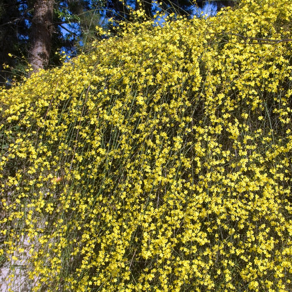 Jasminum nudiflorum - Winter-Jasmin