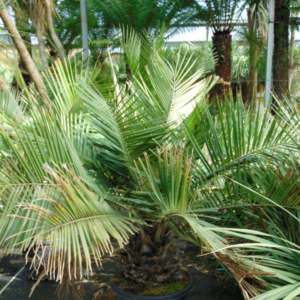 Jubaea chilensis - Honigpalme