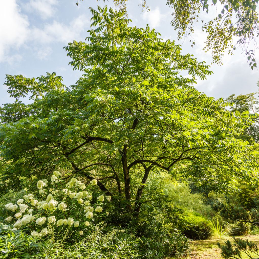 Juglans cinerea - Butternuss