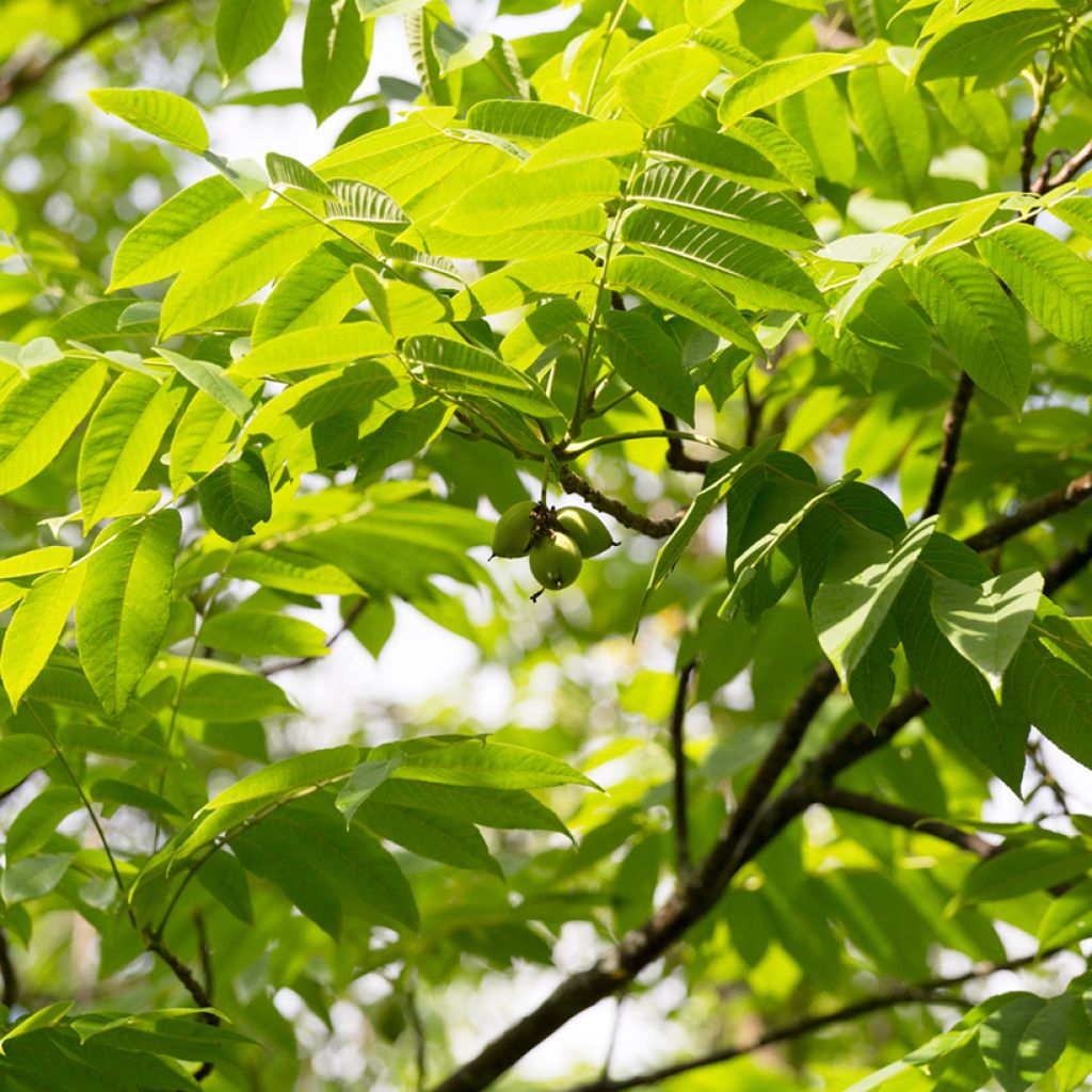 Juglans cinerea - Butternuss