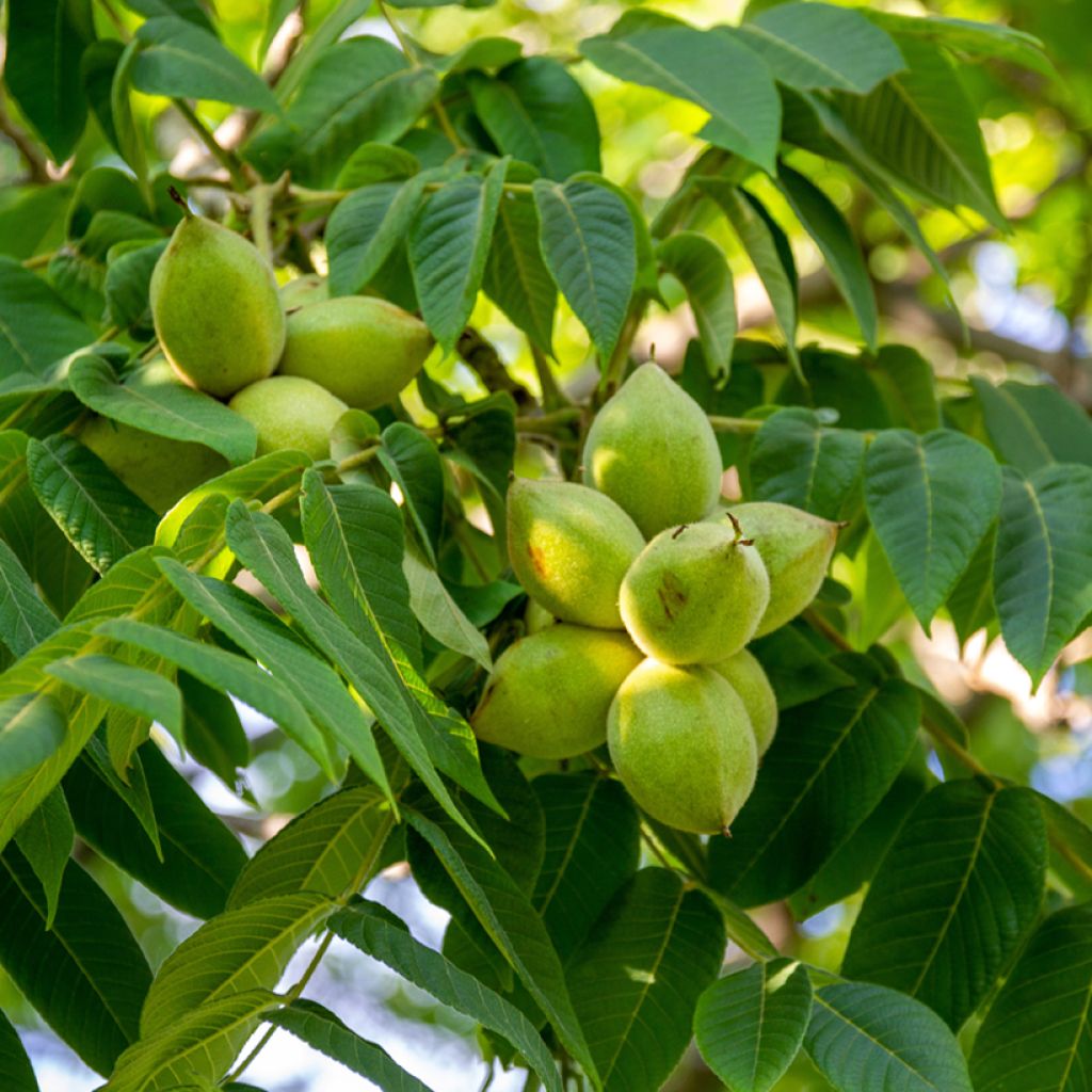 Juglans cinerea - Butternuss