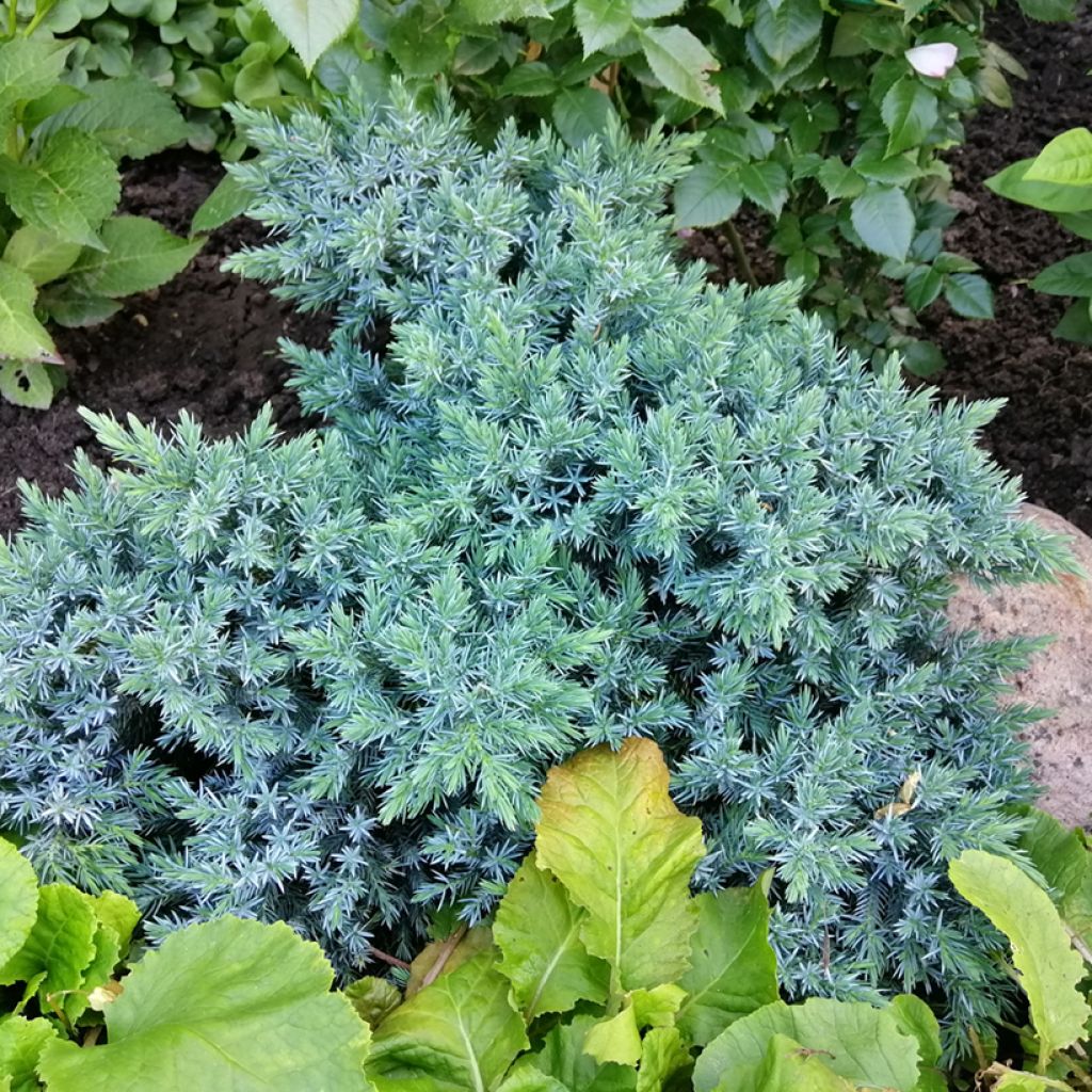 Juniperus squamata Blue Star