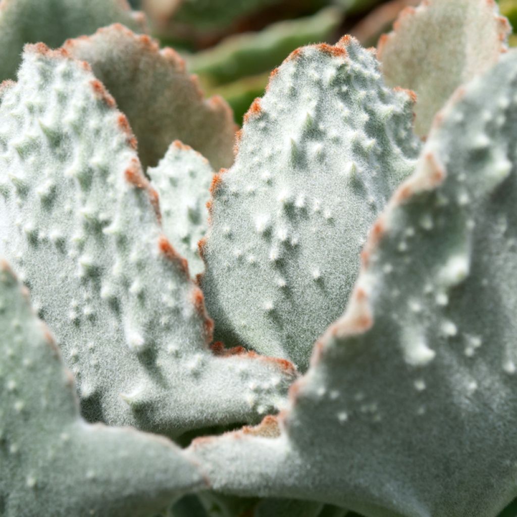 Kalanchoe beharensis Fang - Elefantenohr-Kalanchoe