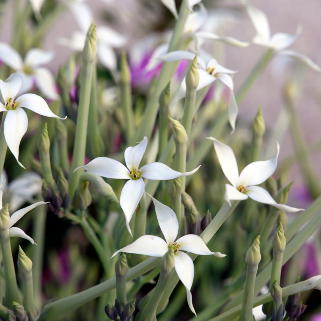 Kalanchoe marmorata