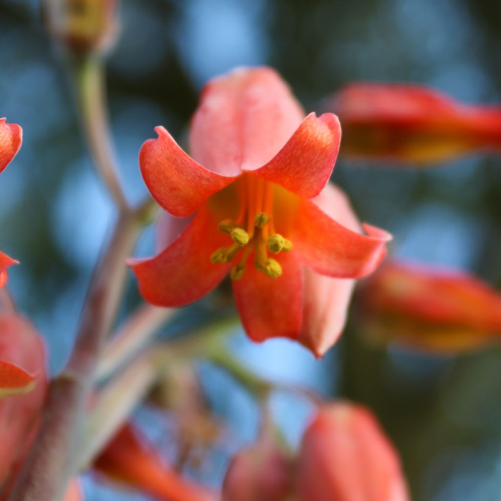 Kalanchoe thyrsiflora