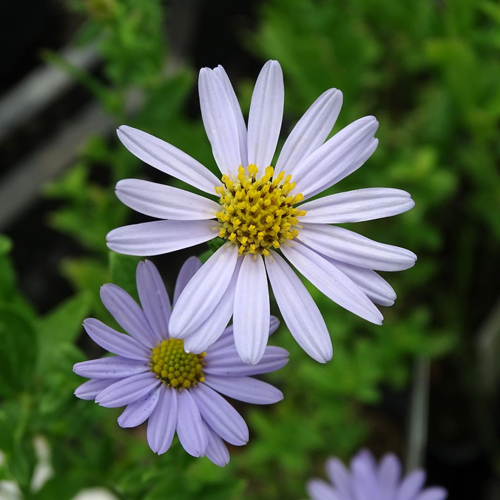Schönaster Blue Star - Kalimeris incisa