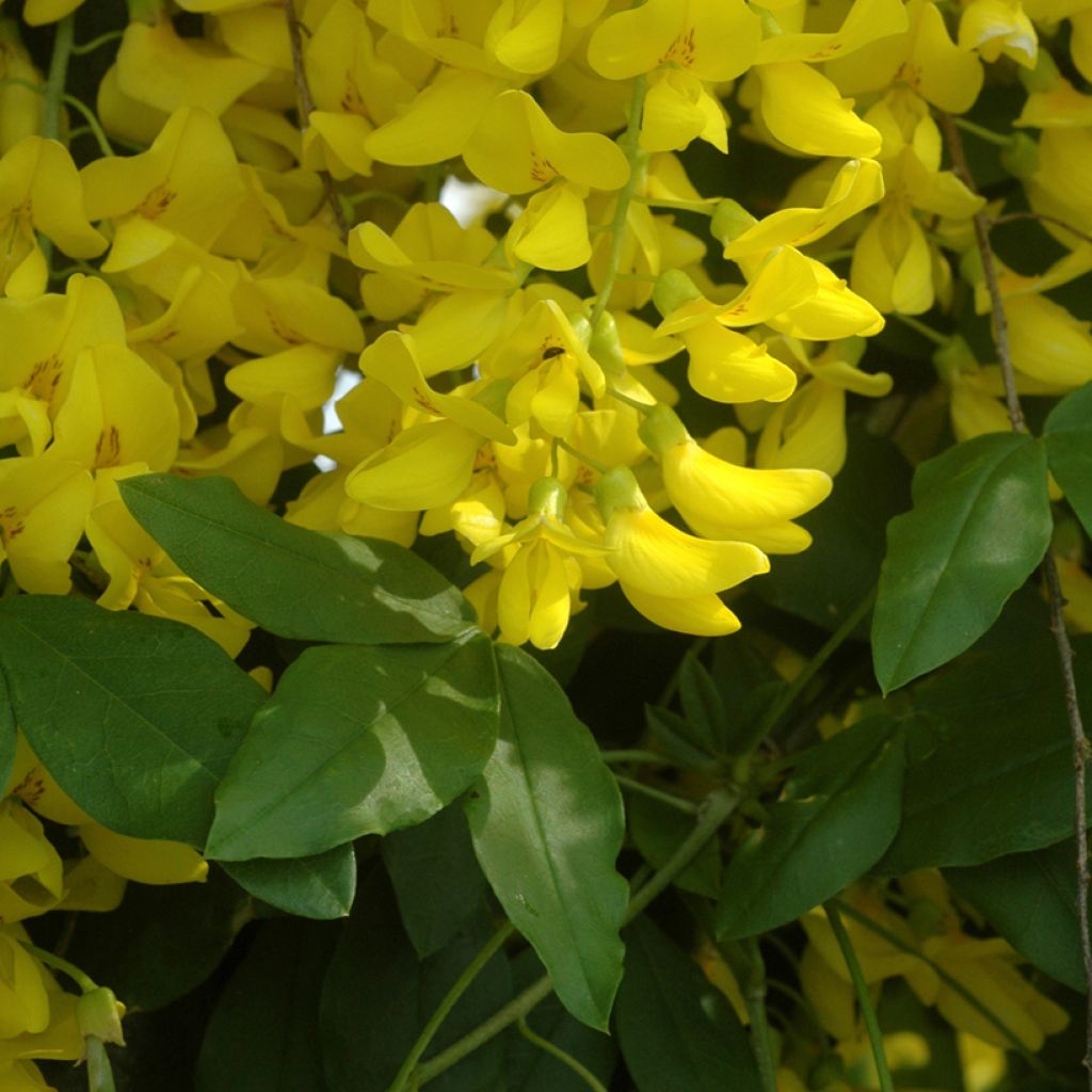 Laburnum watereri Vossii - Voss Goldregen