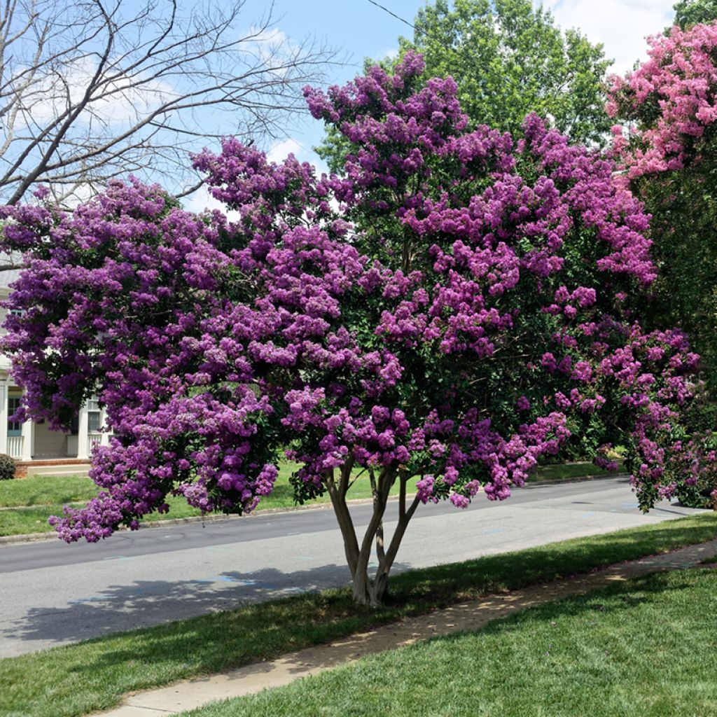 Chinesische Kräuselmyrte Violacea - Lagerstroemia