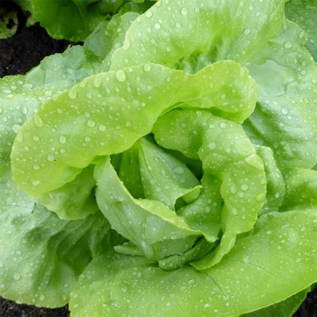 Grüner Salat Adelys