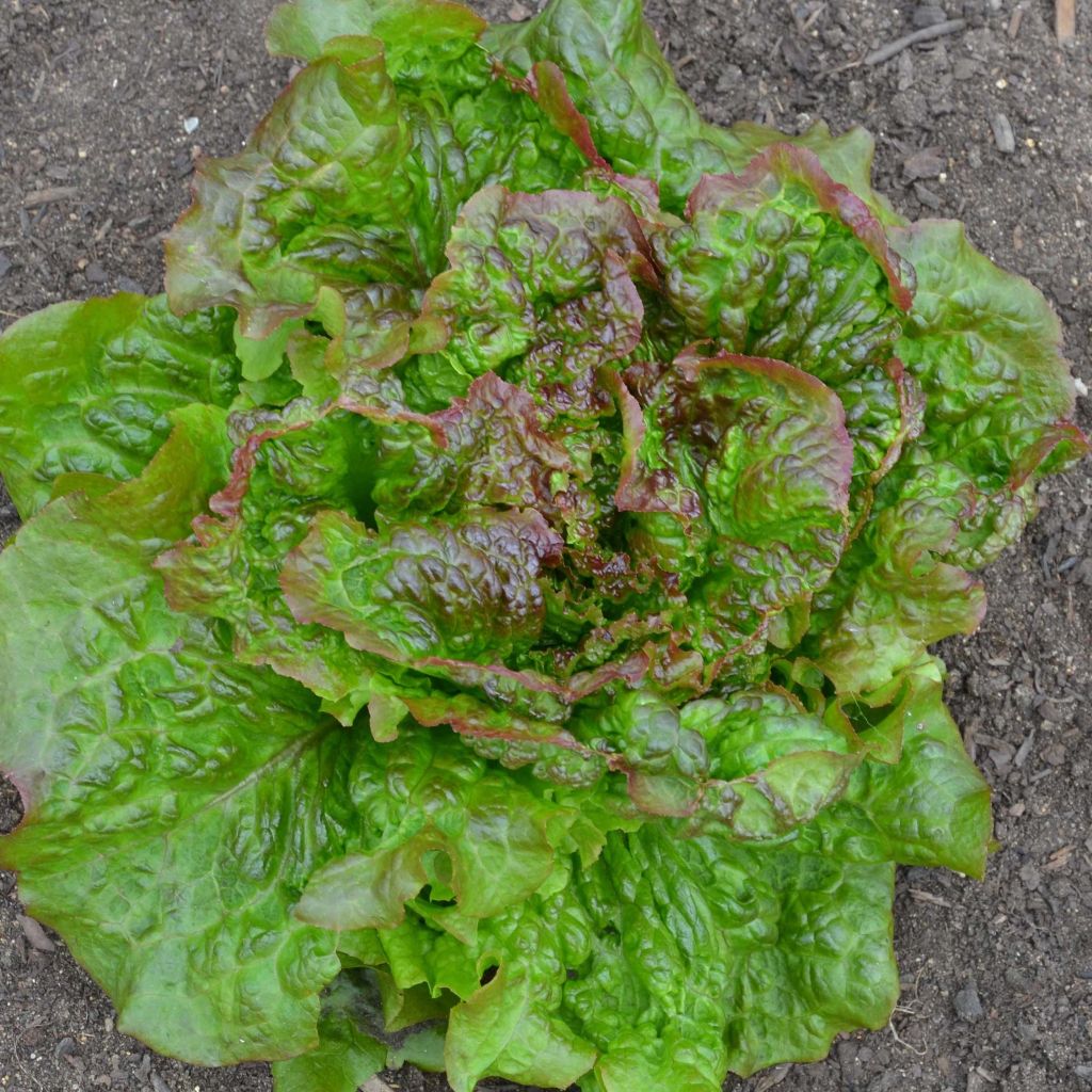 Bataviasalat Batavia Rouge Grenobloise