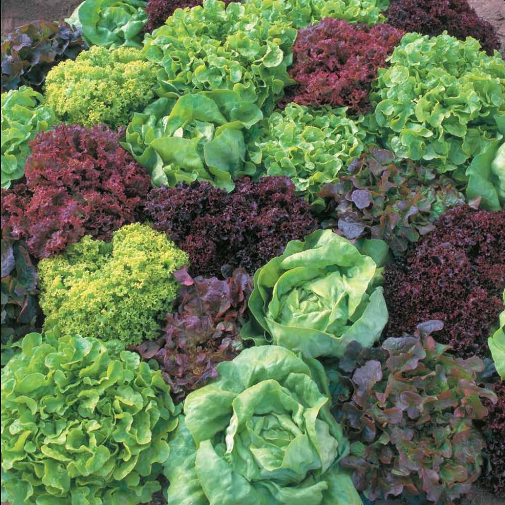 Salat Mix Ultimate Mix