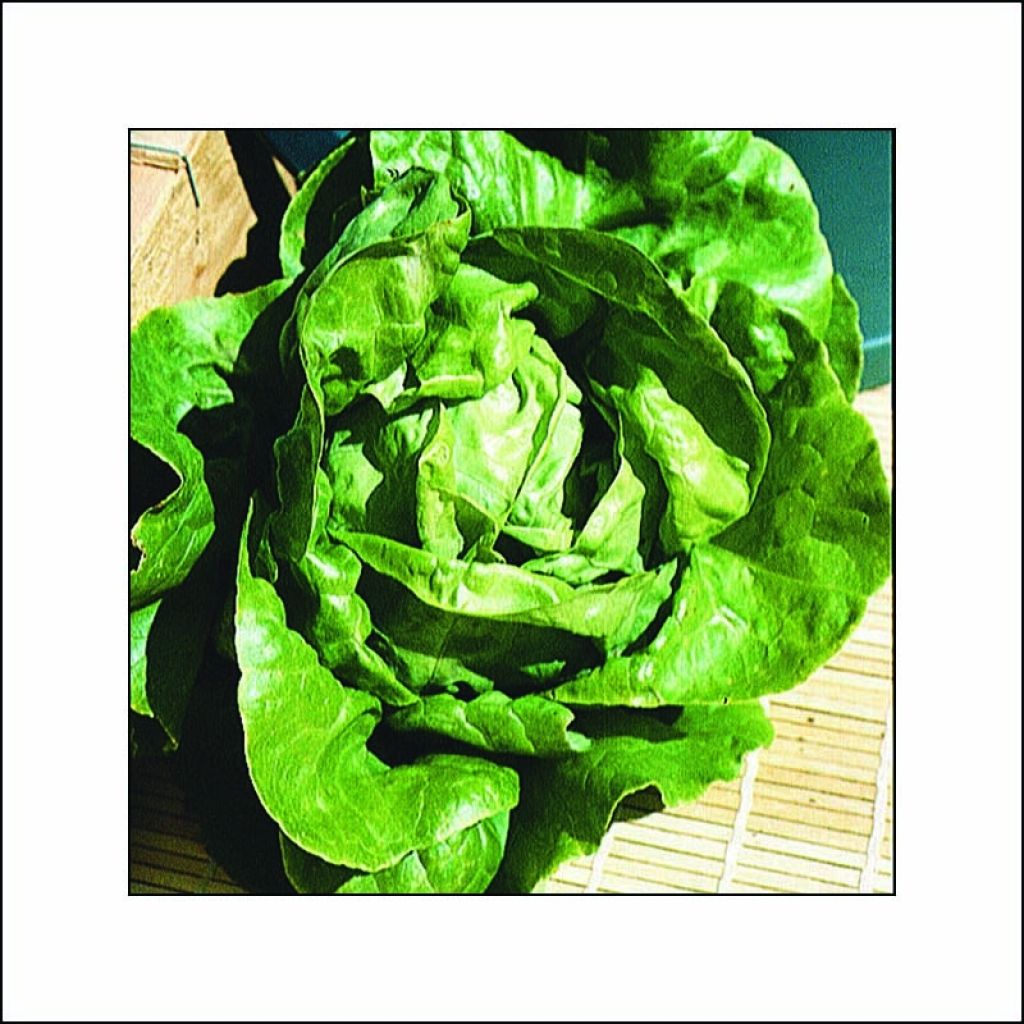 Kopfsalat Appia (Pflanzen)