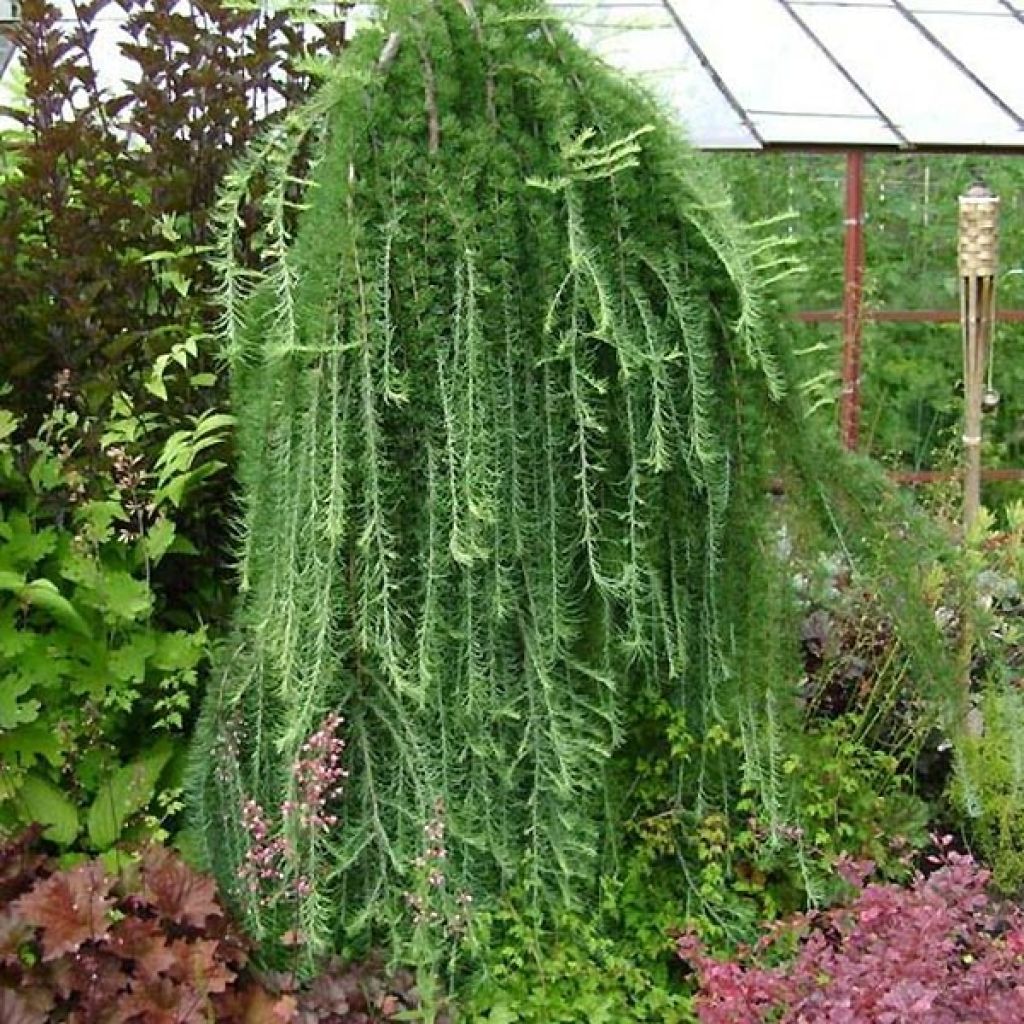 Larix kaempferi Stiff Weeping - Japanische Lärche