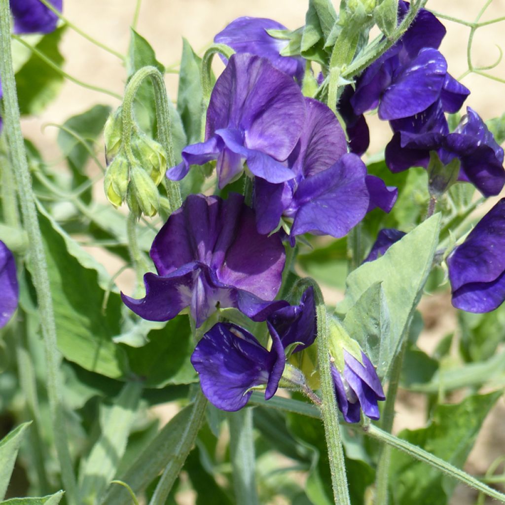 Duftwicke Flagship (Samen) - Lathyrus odoratus