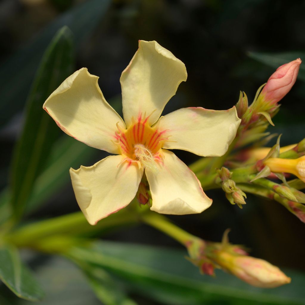 Oleander Yellow - Nerium