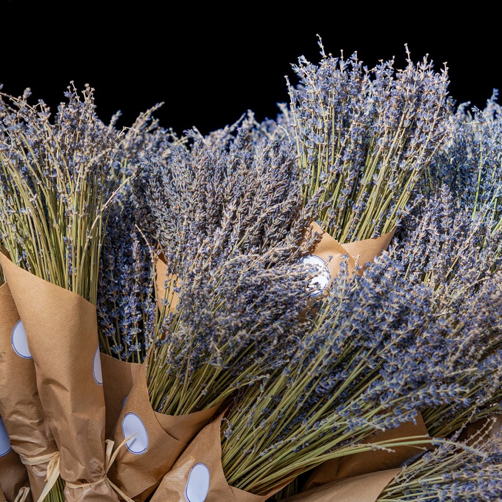 Echter Lavendel - Lavandula officinalis