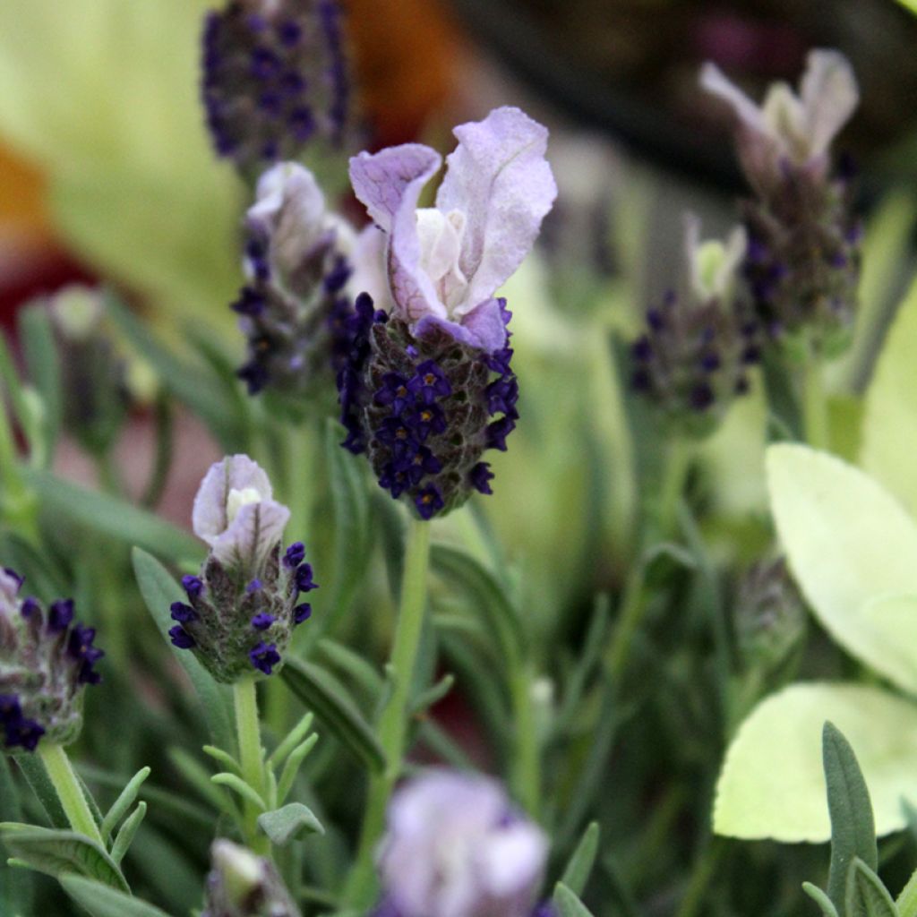  Lavandula stoechas Madrid Purple - Schopf-Lavendel