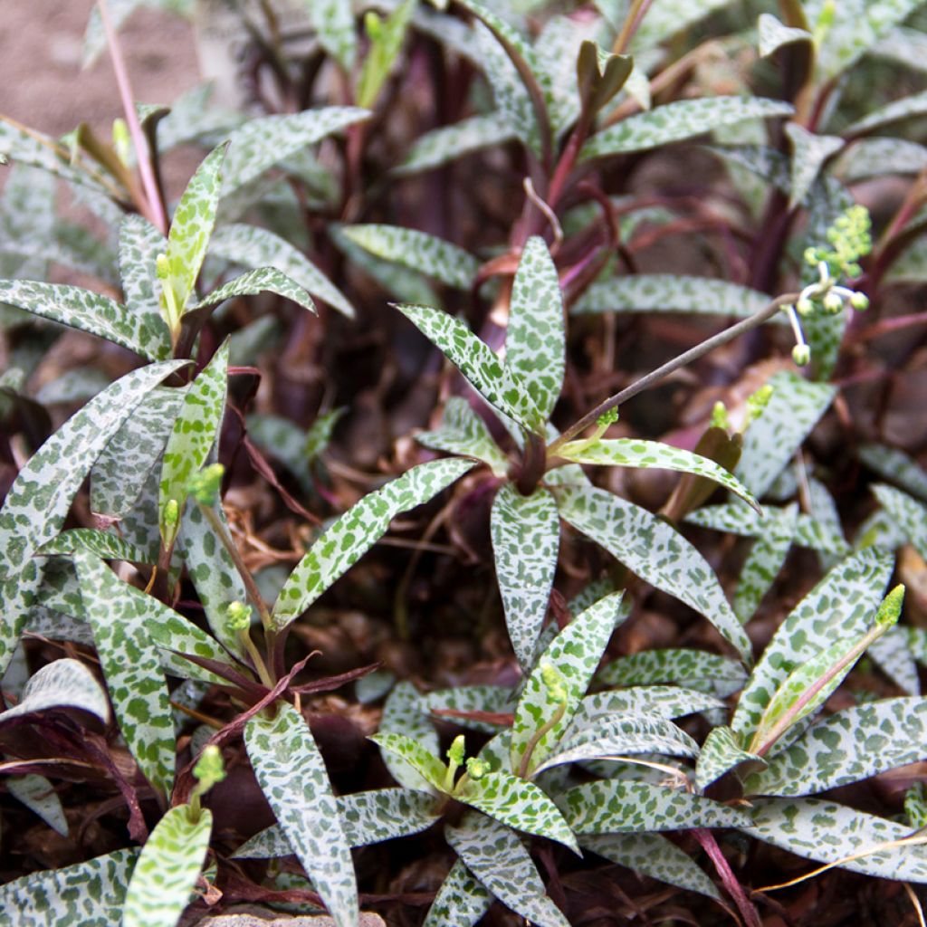 Ledebouria socialis