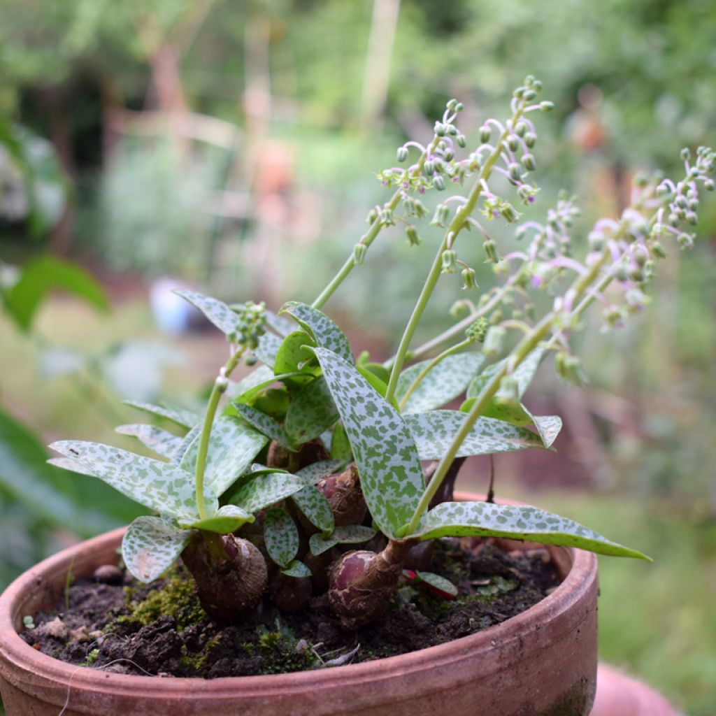 Ledebouria socialis