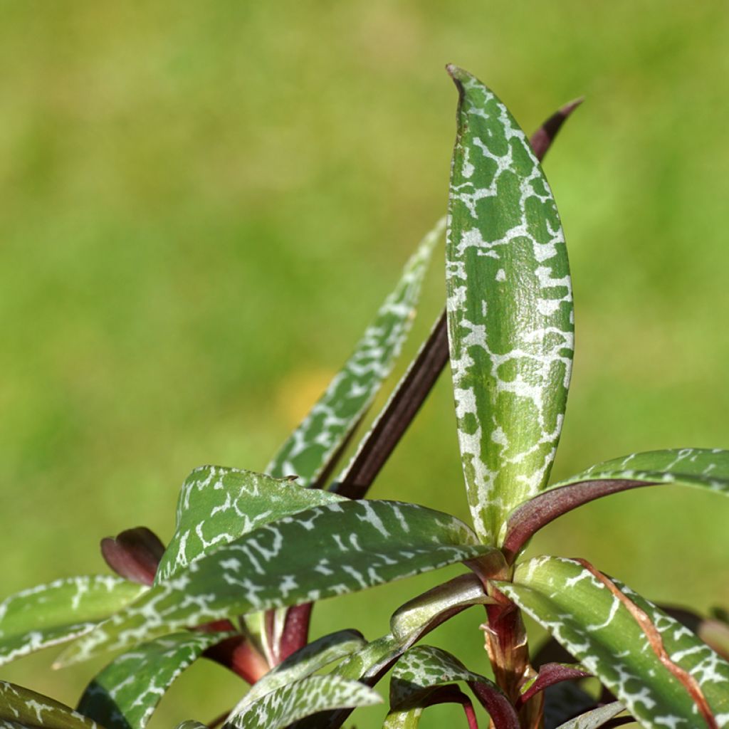 Ledebouria socialis