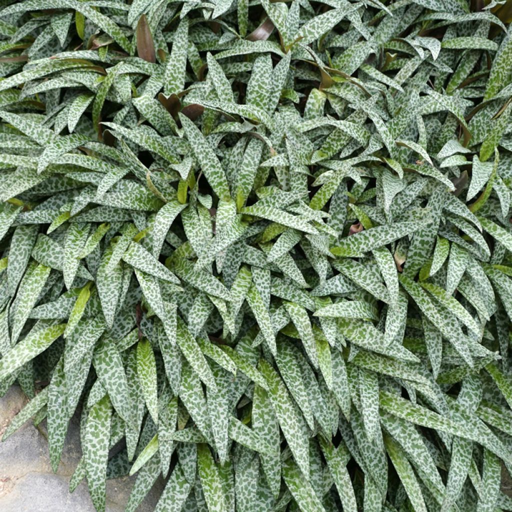 Ledebouria socialis