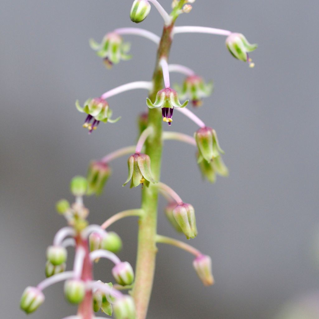 Ledebouria socialis
