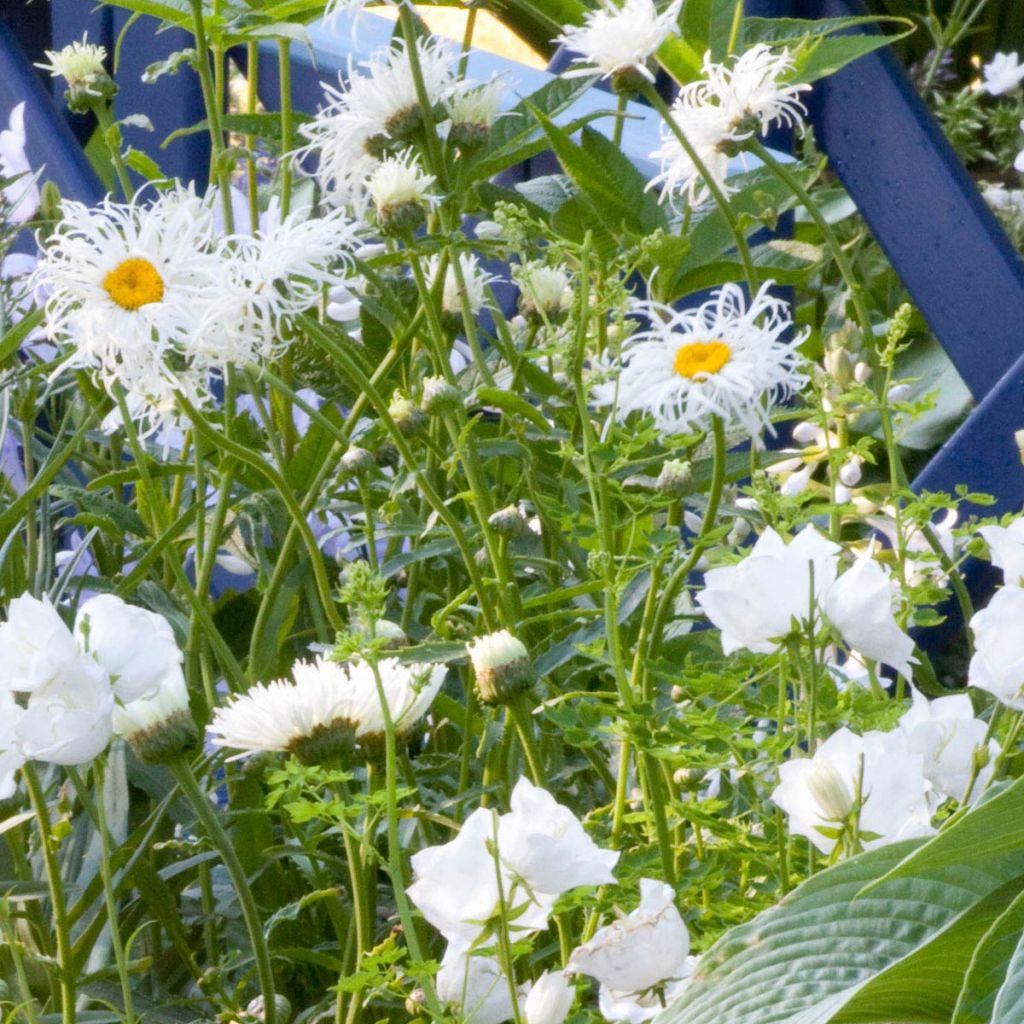 Großblumige Margerite Old Court - Leucanthemum
