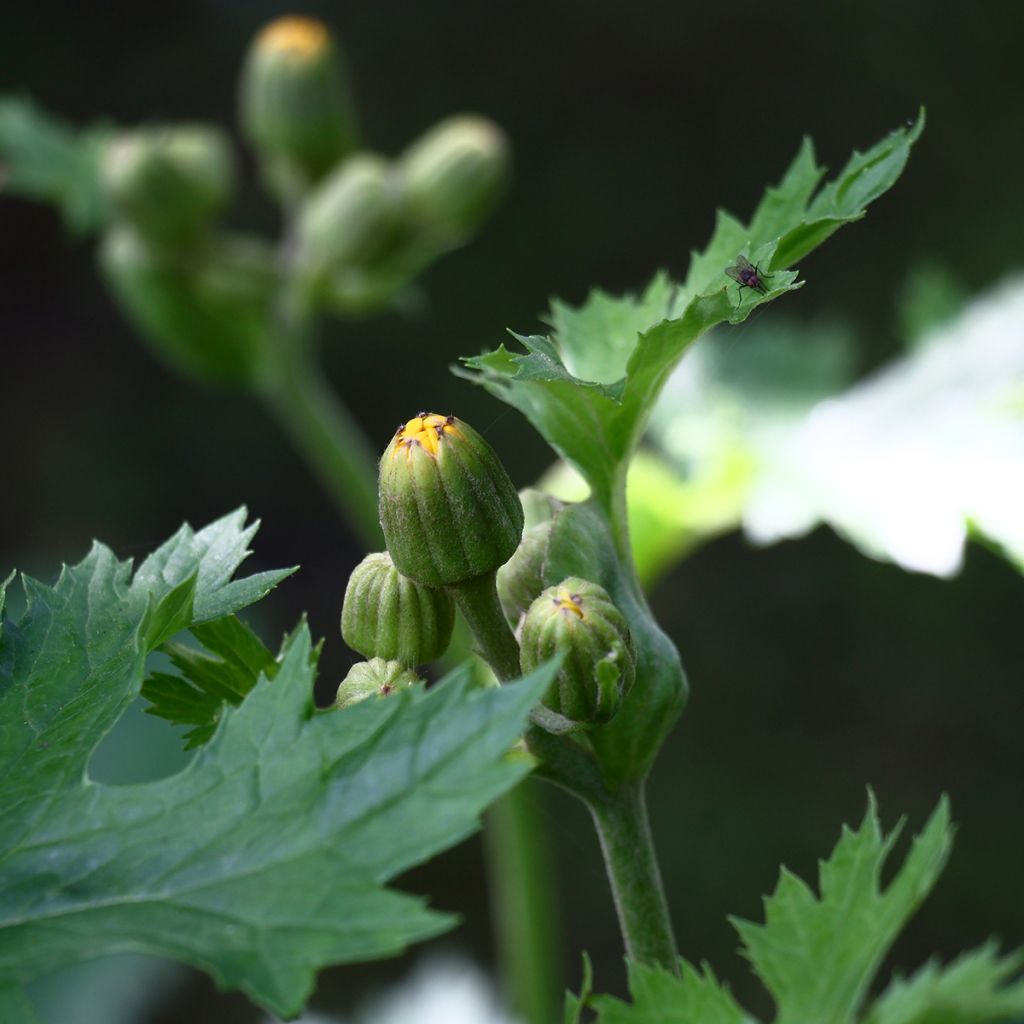 Ligularia palmatiloba - Palmblatt-Goldkolben